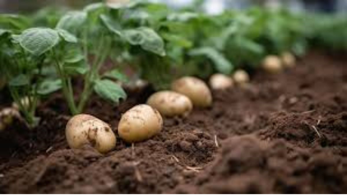 पौधों की देखभाल और ग्रोथ