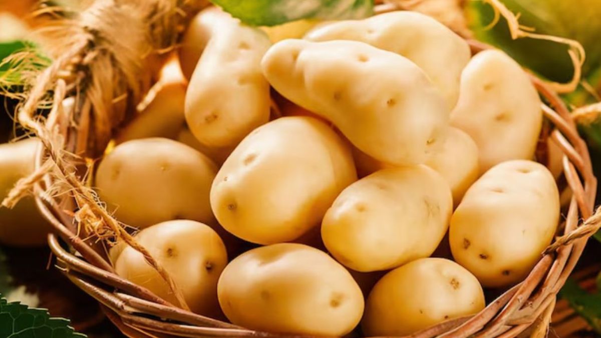 Potato Plant Develpoment Process