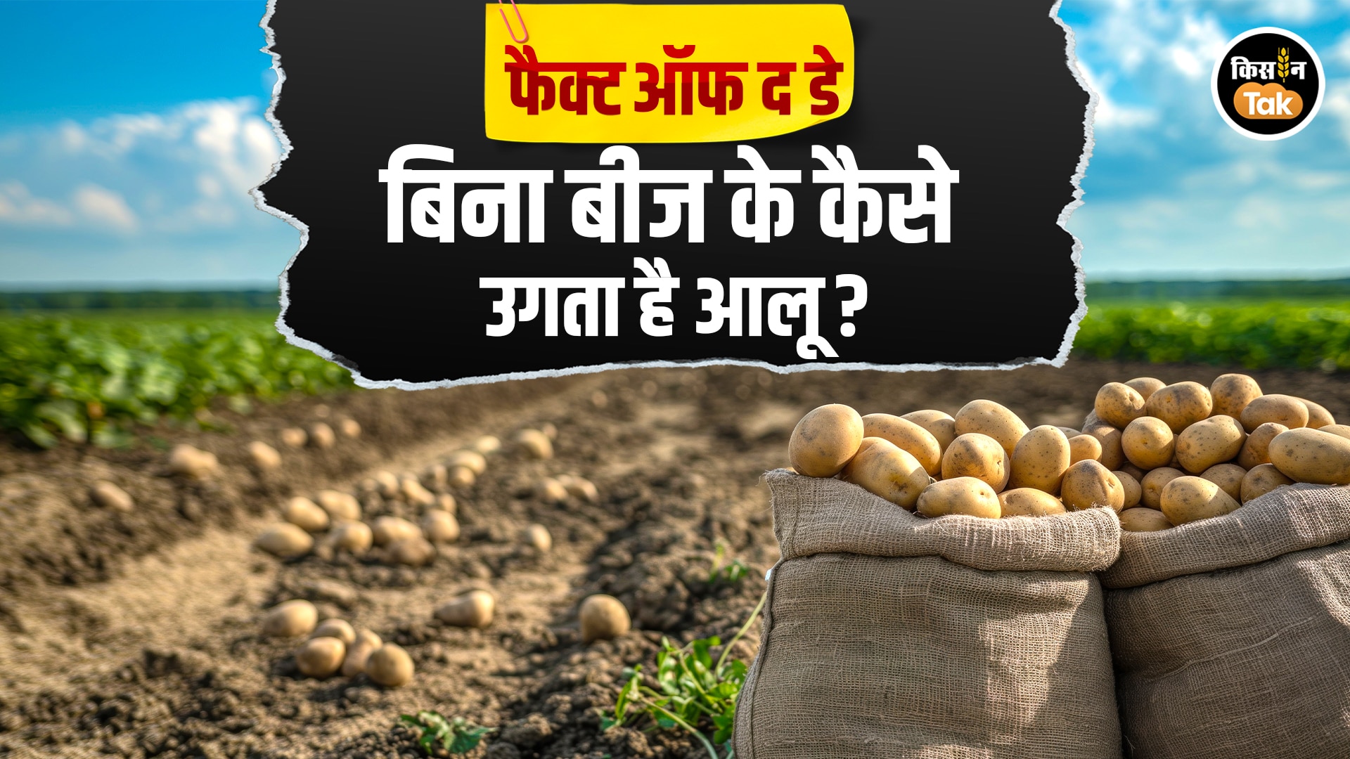 Potato Farming Interesting Fact