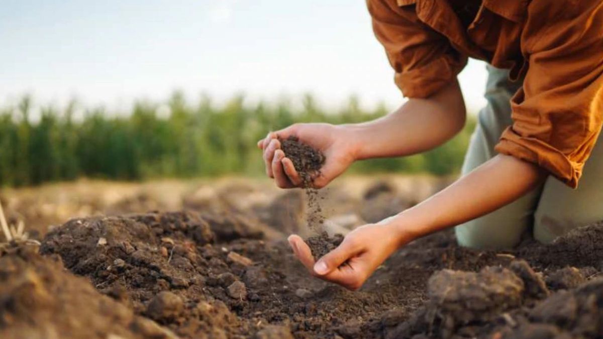 सख्त होती है मिट्टी