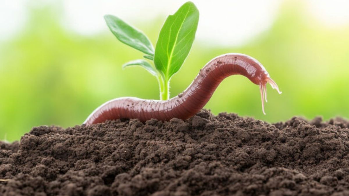 स्वस्थ मिट्टी से टिकाऊ बनेगी खेती