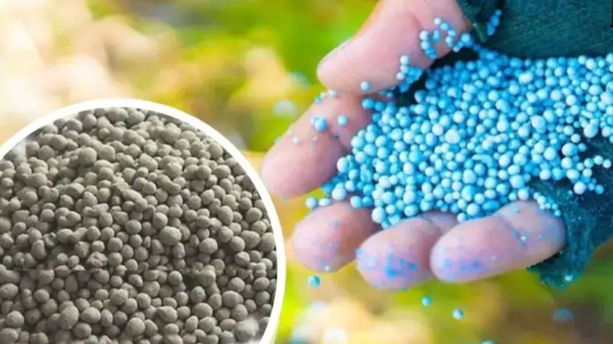 एक जिंदा प्रणाली है मिट्टी