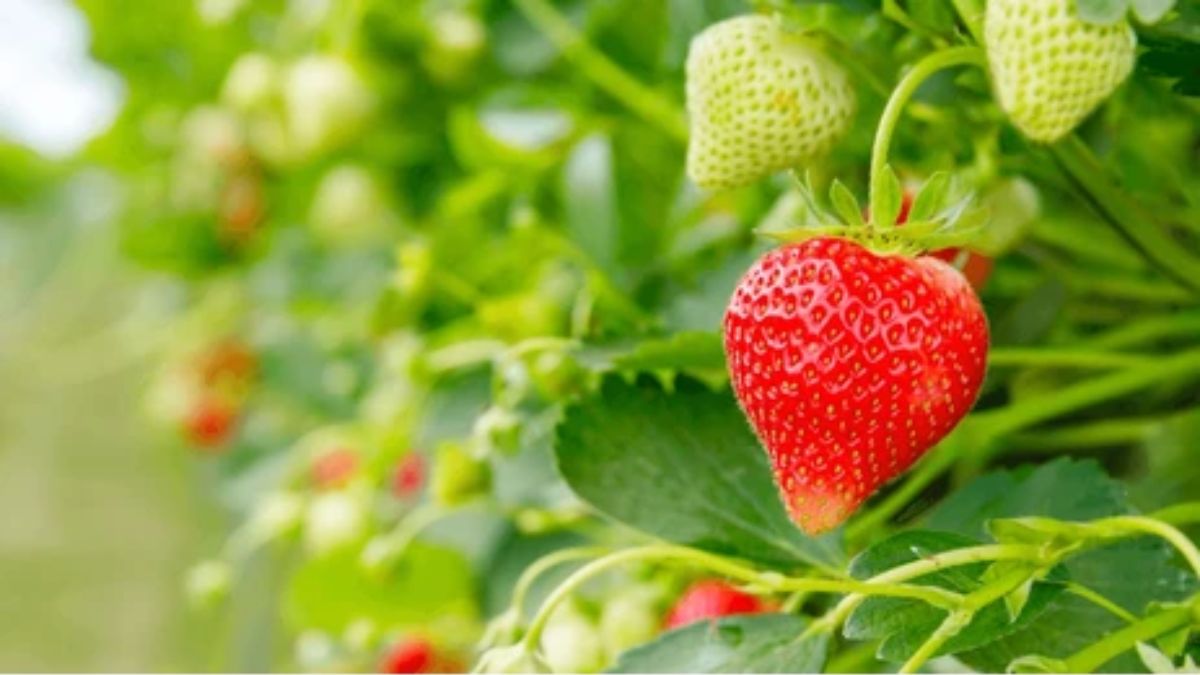 पौधा या बीज कैसे लगाएं