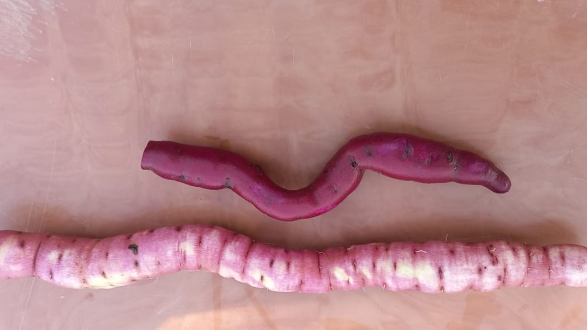 चुनौती को अवसर में बदलने वाला किसान