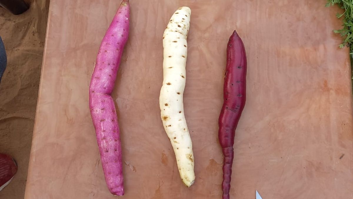 तीन खास किस्मों का कमाल