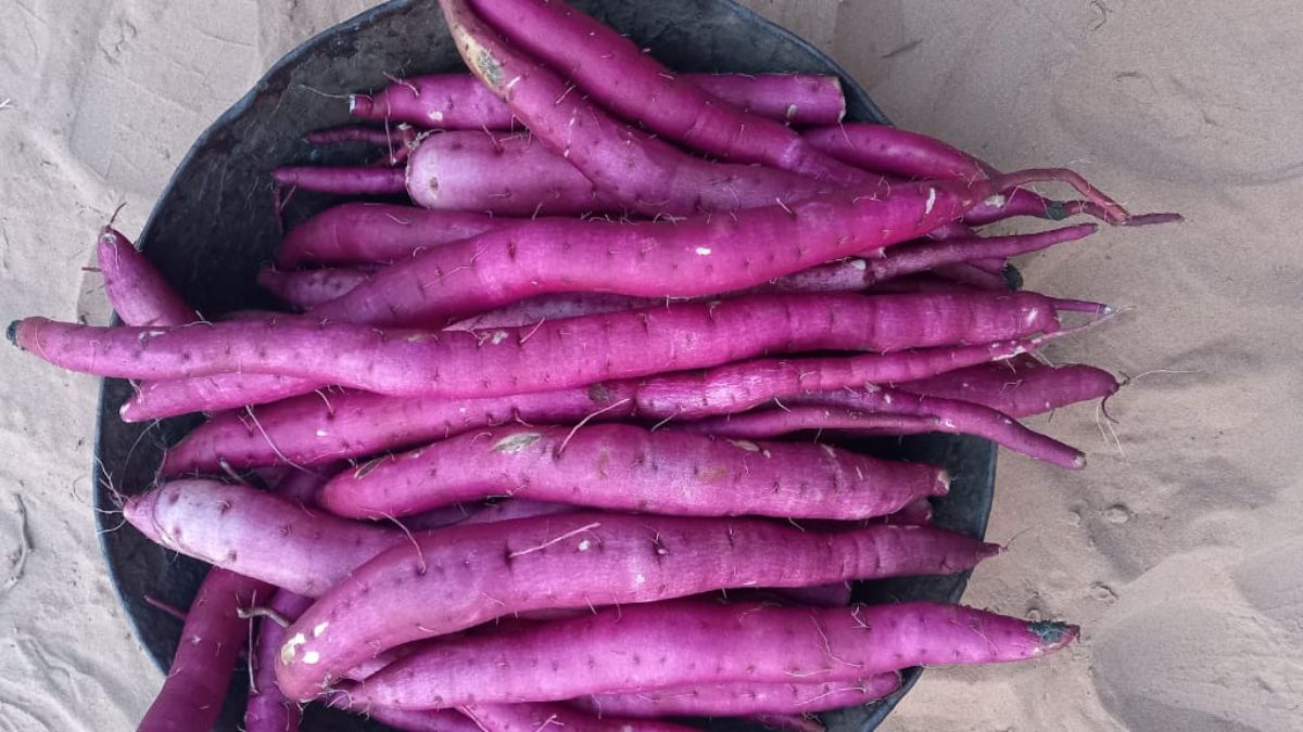 बाजार में टिकाऊ और फायदेमंद