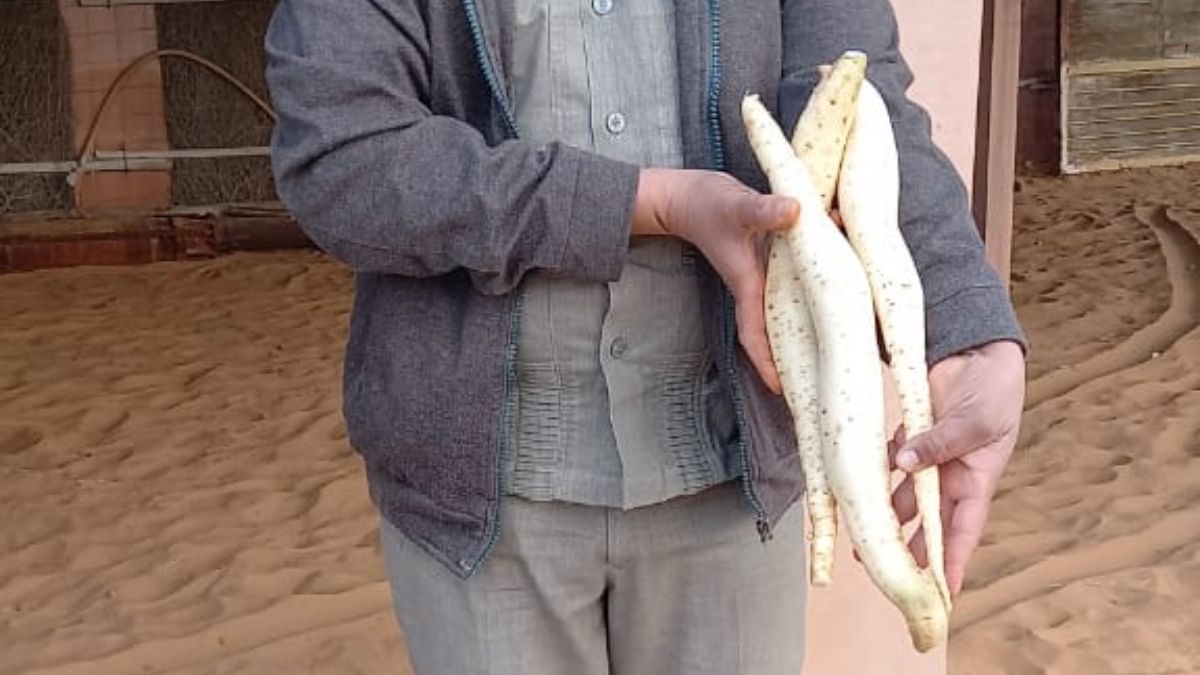 सफेद शकरकंद – शुगर मरीजों के लिए वरदान