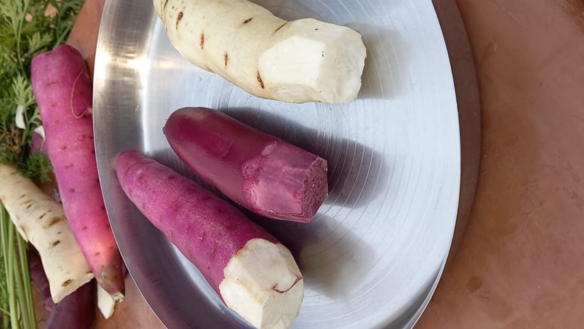 मरु गुलाबी – उत्पादन का बादशाह