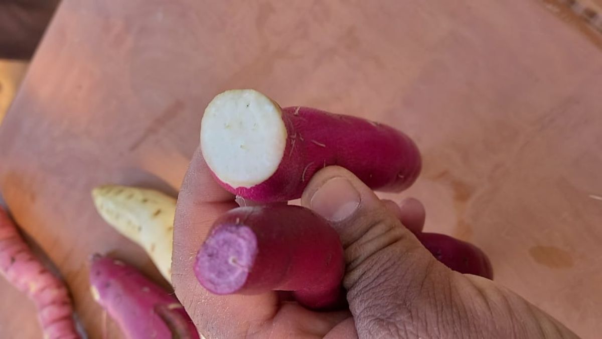 कृषि विश्वविद्यालय की मुहर