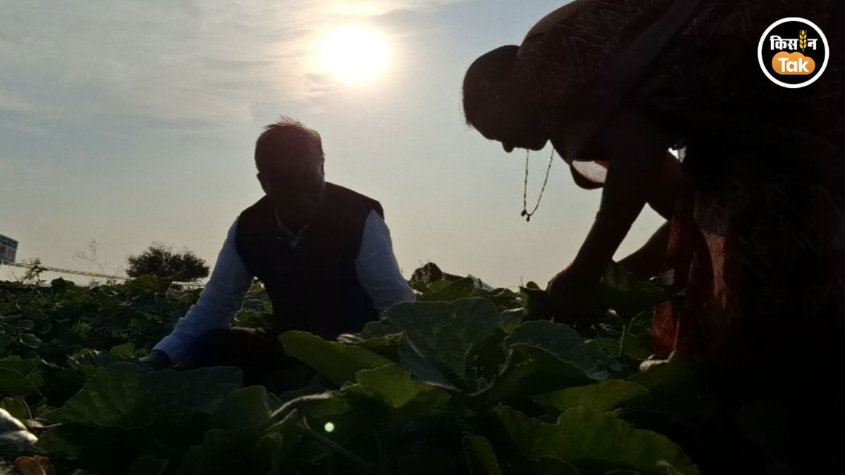 बीड़ के सूखे खेतों में बंपर कद्दू की कहानी