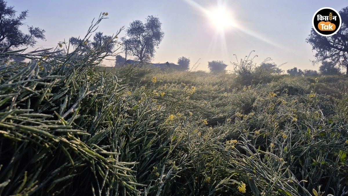 ठंड से बढ़ी किसानों की मुश्किलें