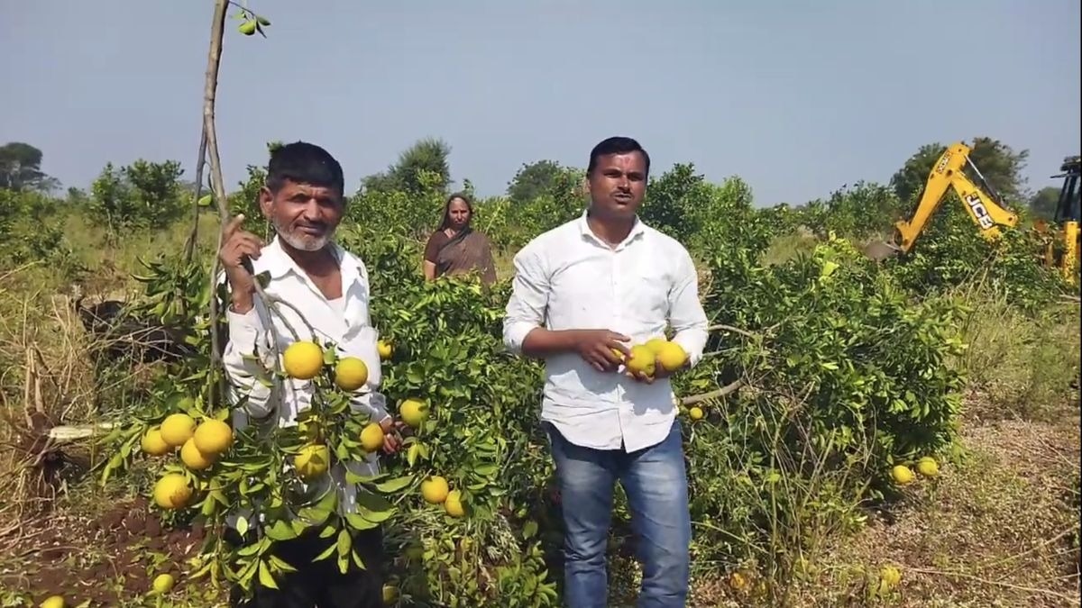 PHOTOS: मौसंबी के दामों में गिरावट से टूटी उम्मीद, किसान ने JCB से उजाड़े बाग