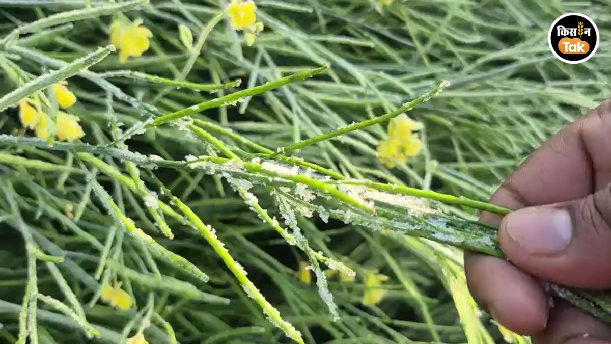 फसल बचाने का तरीका