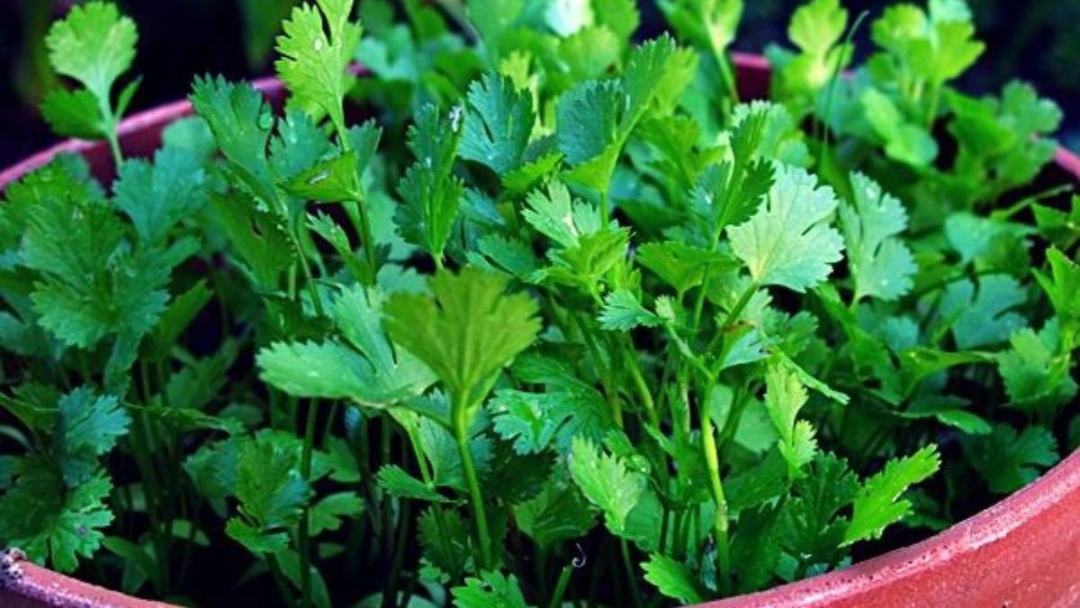 coriander