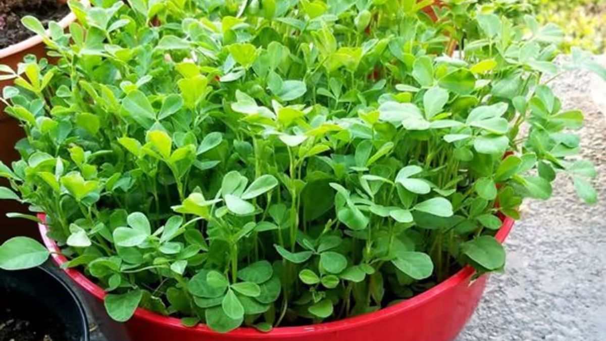 fenugreek