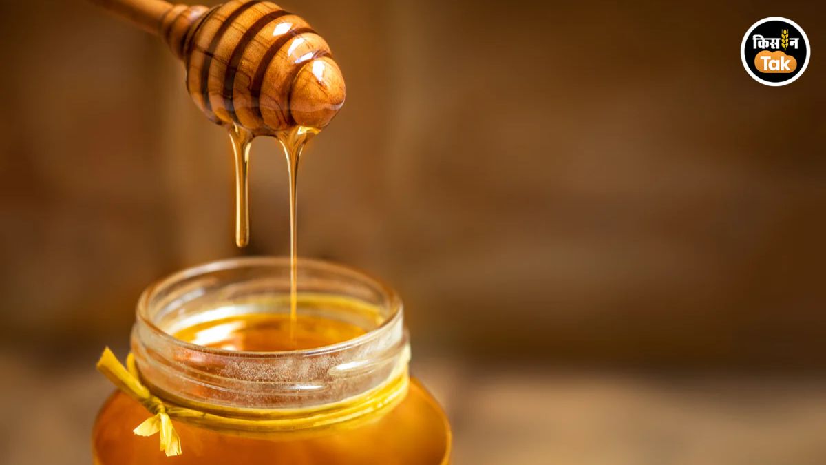 शहद लगाना