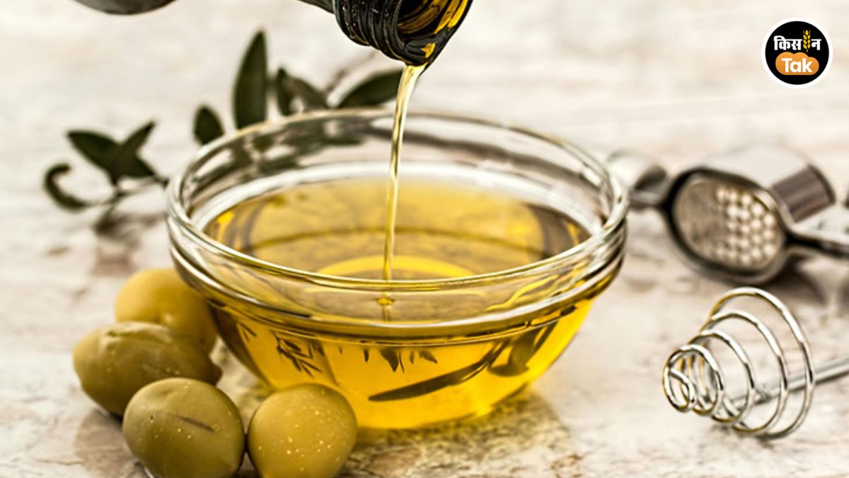 ऑलिव ऑयल लगाना