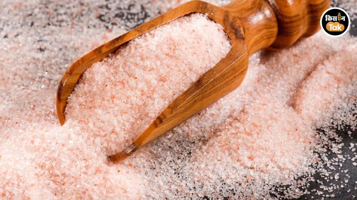 नमक- हर खाने में जरूरी