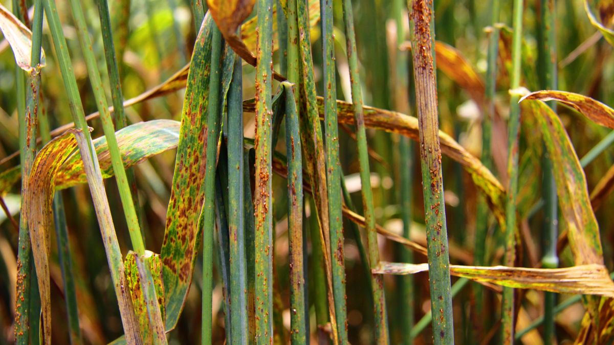 इल्ली का खतरा क्यों बढ़ता है