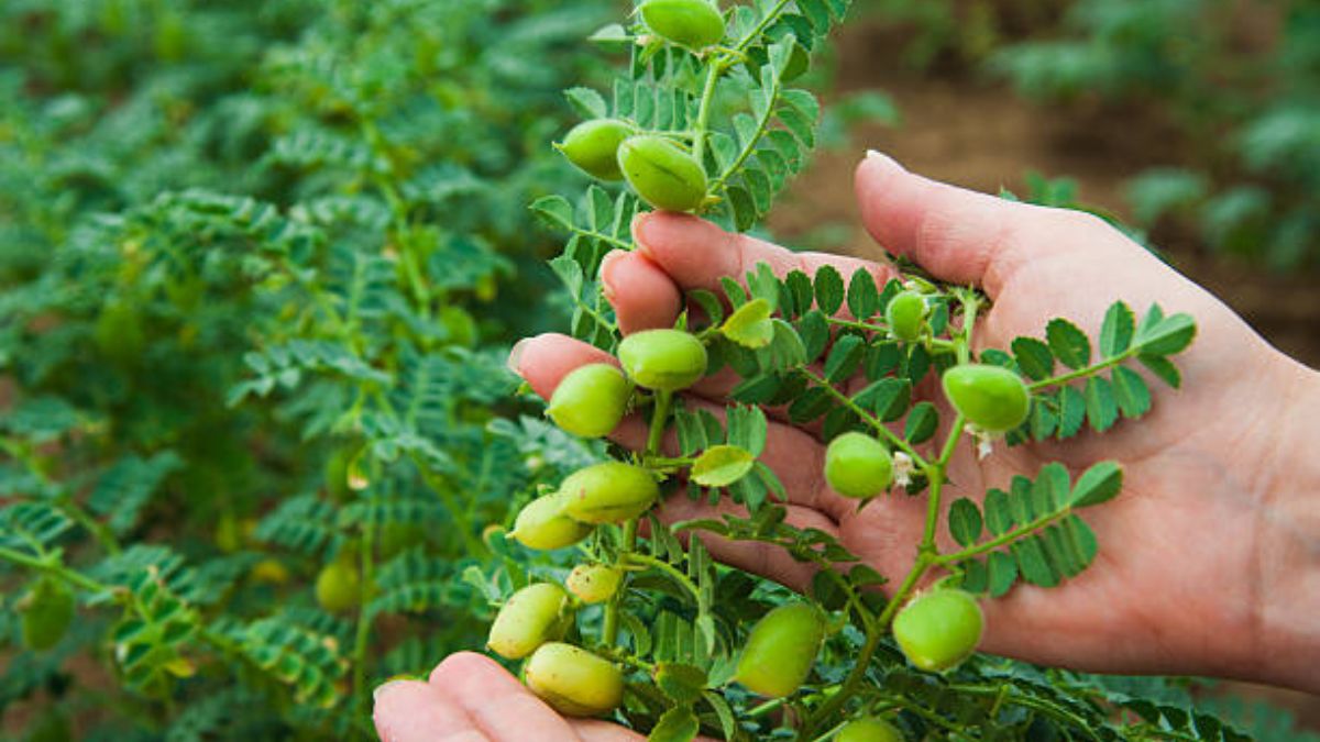 कौन-सी दवा का करें इस्तेमाल