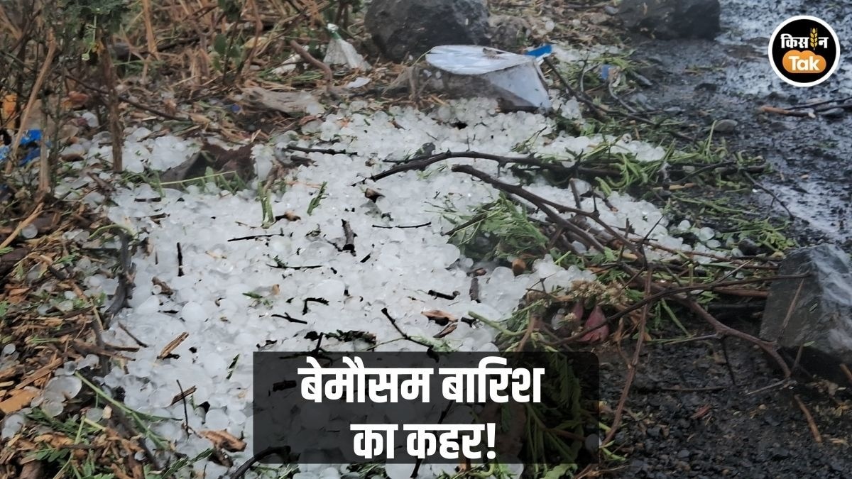 PHOTOS: मौसम का कहर, भीषण आंधी-ओलावृष्टि से अफीम और गेहूं सहित कई फसलें तबाह