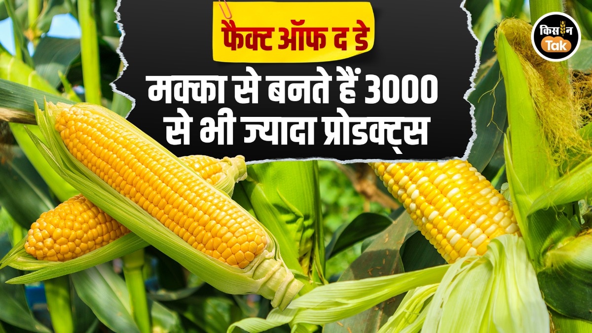 मक्के से बनाए जाते हैं बहुत सारे प्रोडक्ट