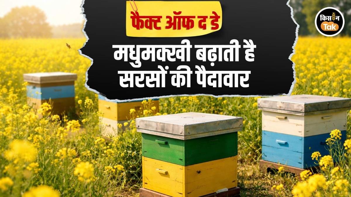 Fact Of The Day: मधुमक्खी पालन से 25% तक बढ़ सकती है सरसों की पैदावार, ऐसे होगा डबल फायदा