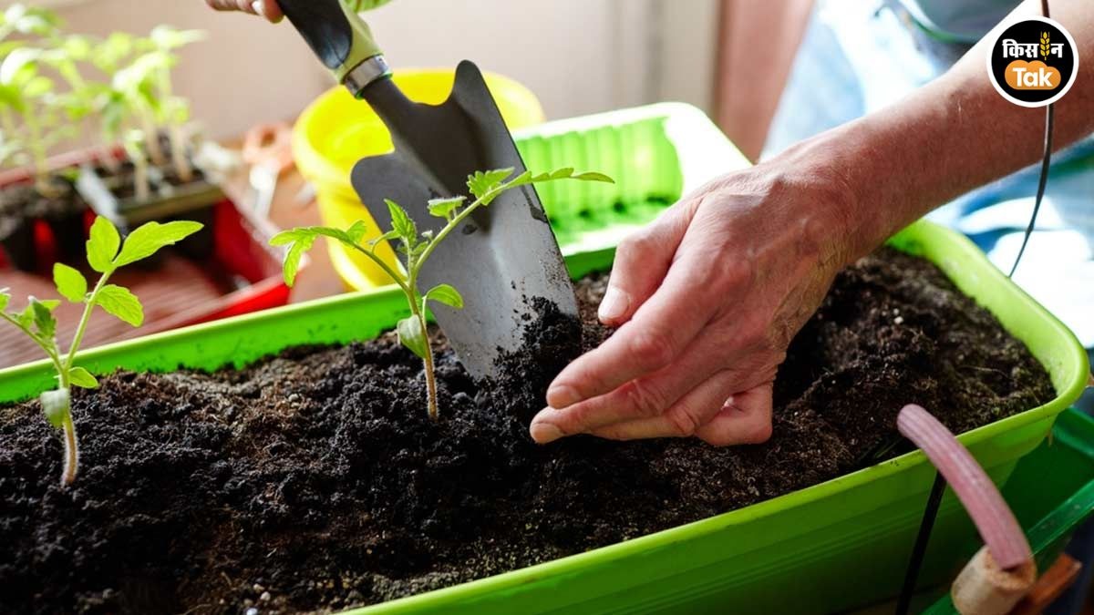 PHOTOS: गमलों में पौधे लगाने से पहले कैसे तैयार करें मिट्टी? जानें सही तरीका