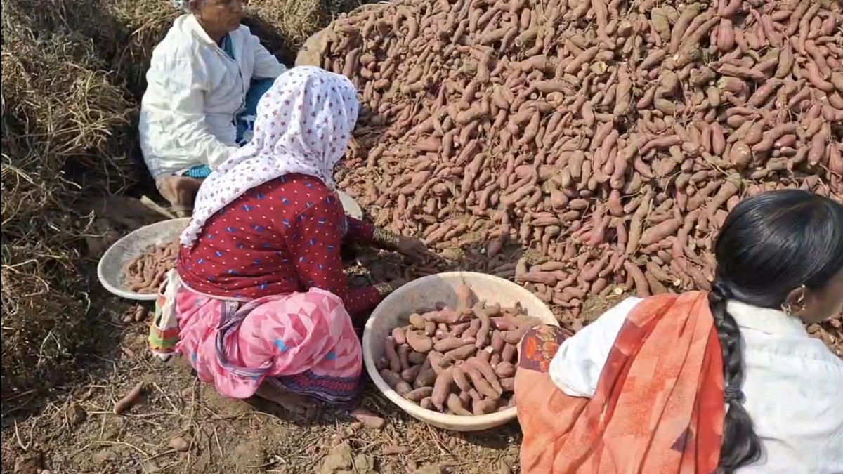 200 से 250 एकड़ क्षेत्र में शकरकंद की खेती