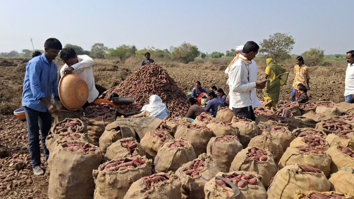 शकरकंद की खेती