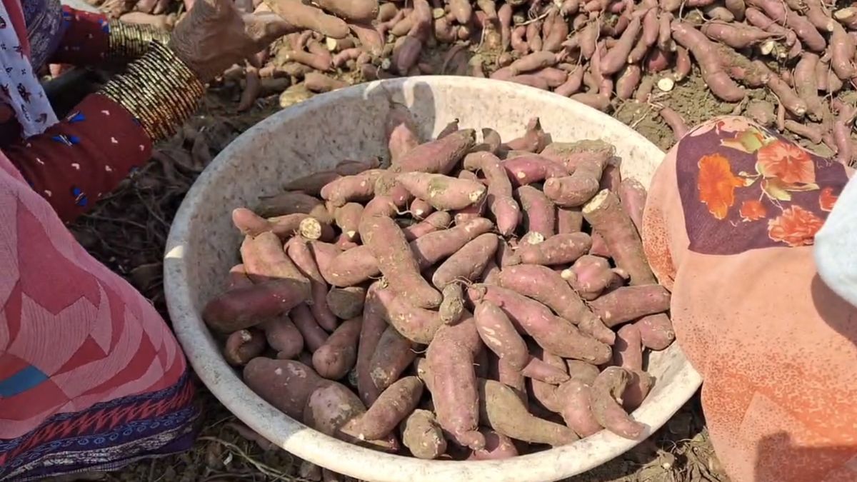 ‘शकरकंद का गांव’