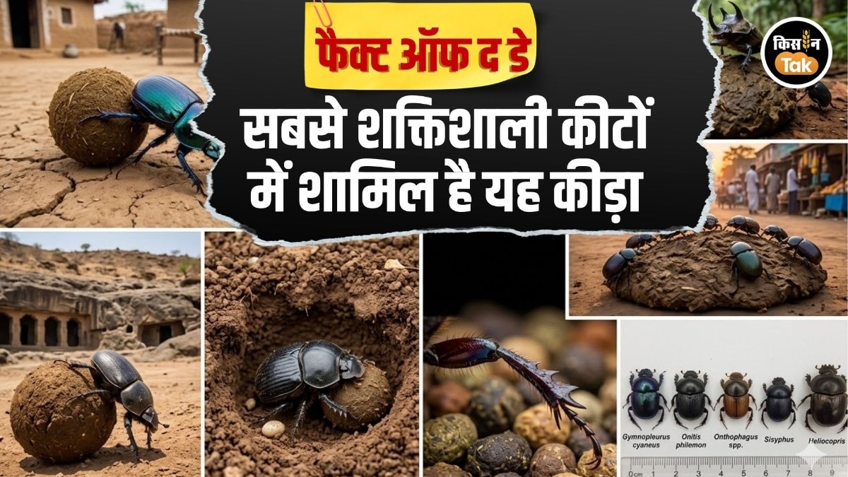 Dung Beetle Fact Of The Day