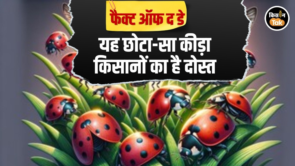 Fact Of The Day: किसानों को फायदा पहुंचाता है यह छोटा रंग-बिरंगा कीड़ा, खेत में निभाता है बड़ा रोल