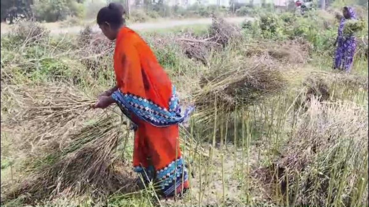 फसलों को भारी नुकसान