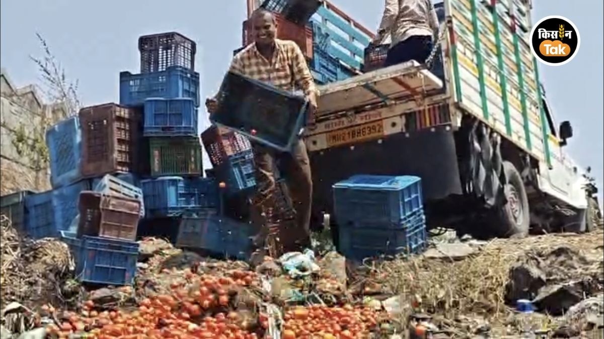 टमाटर के दाम गिरते ही किसान का फूटा गुस्सा, सड़क पर फेंकी पूरी फसल, देखें फोटो