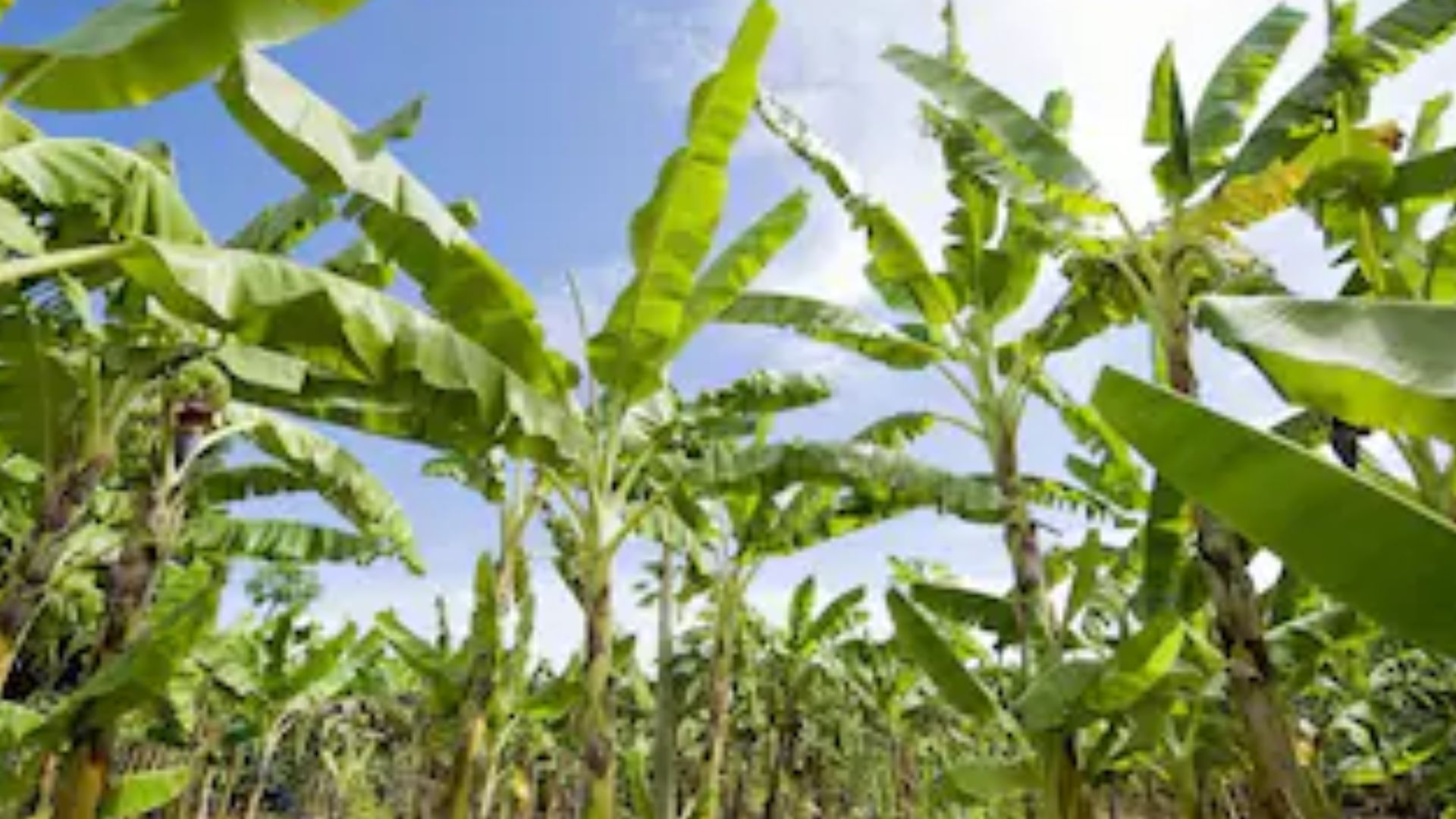 अलग-अलग पौधों का अलग नियम