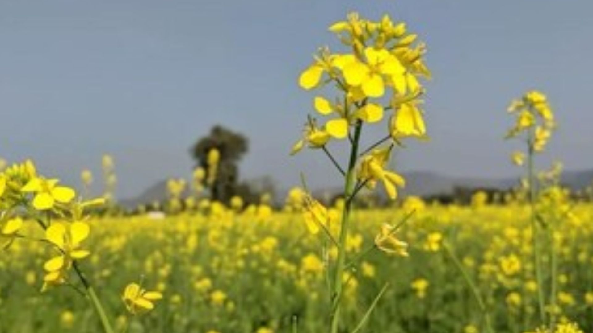 सर्केडियन रिदम