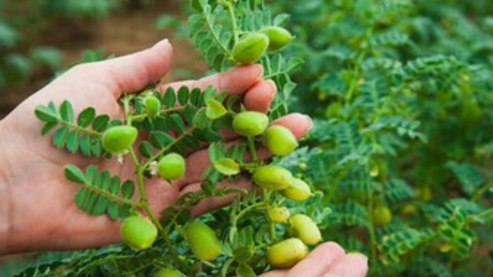 नई किस्म बनाने के लिए जरूरी है यह जानकारी