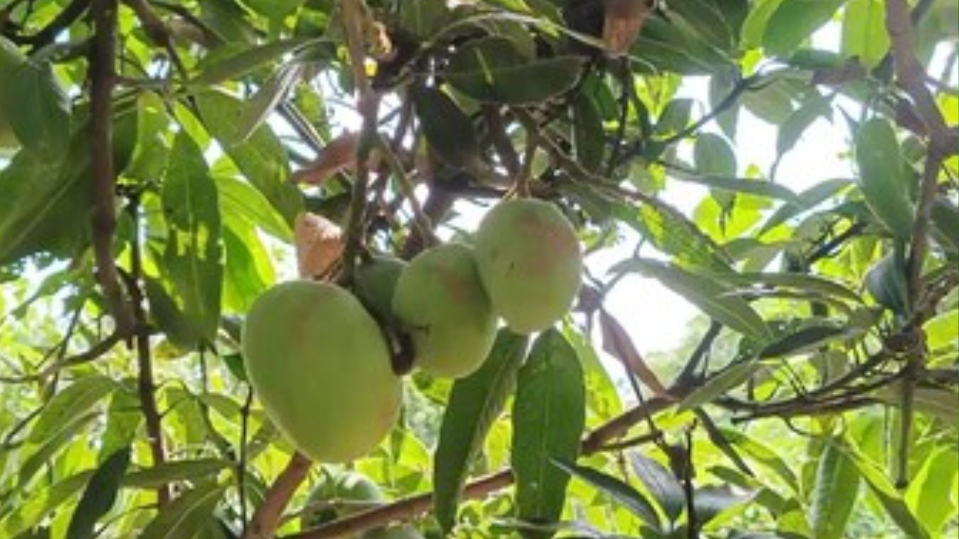 प्राकृति प्रणाली