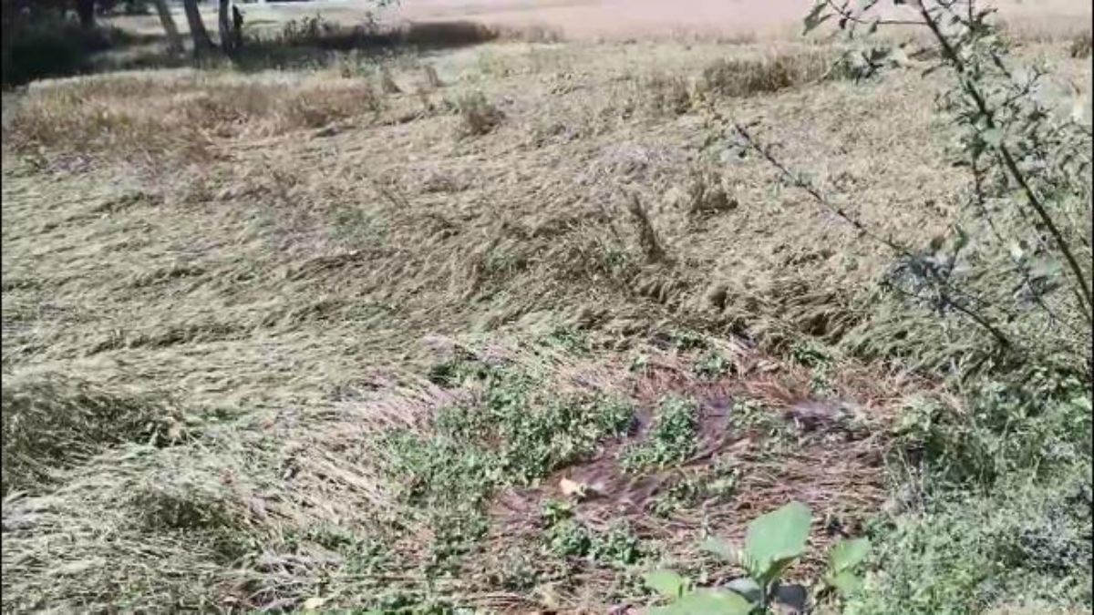 किसान को फसल से थी उम्मीद