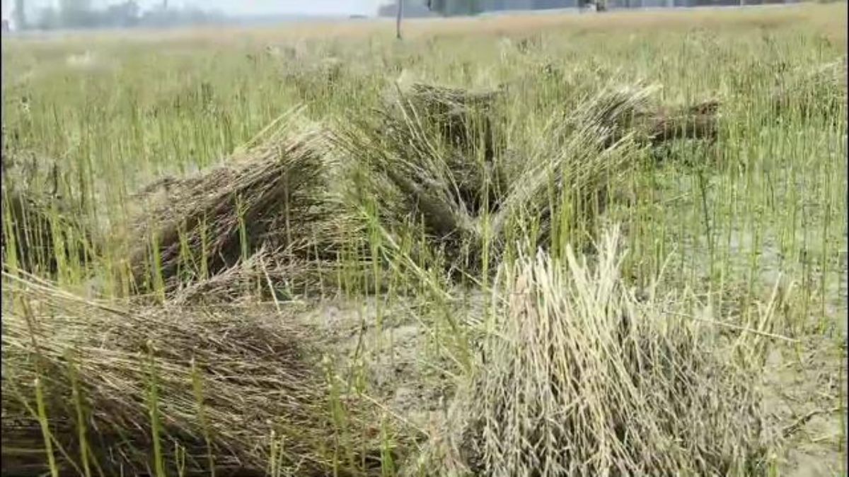 सरसों और मक्के की फसल प्रभावित