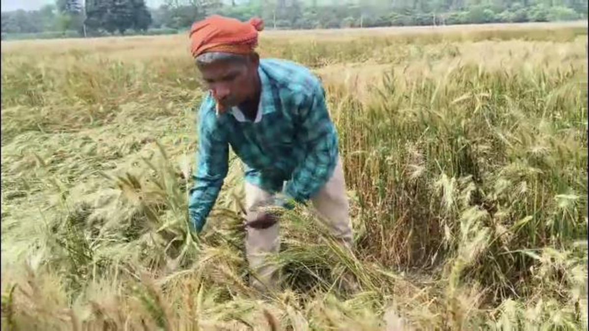 गेंहू के फसल को उठाने का प्रयास