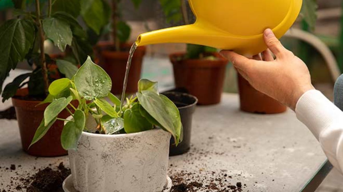 सुबह या शाम को ही करें पौधों को पानी