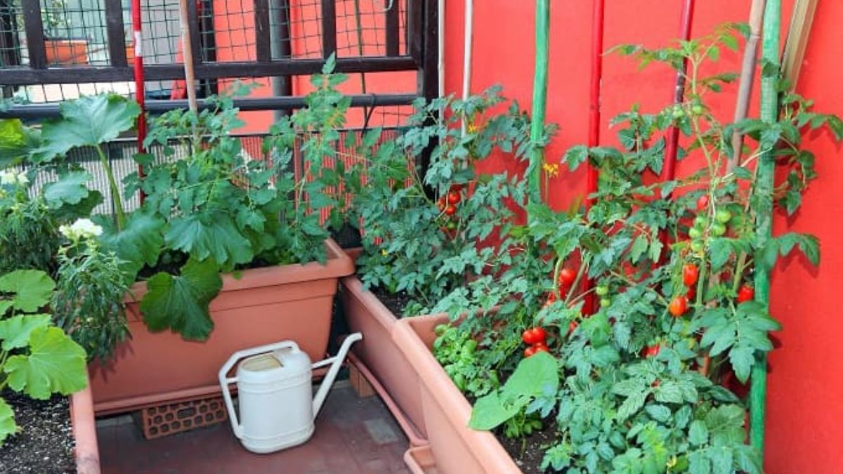 पौधों को तेज धूप से बचाएं