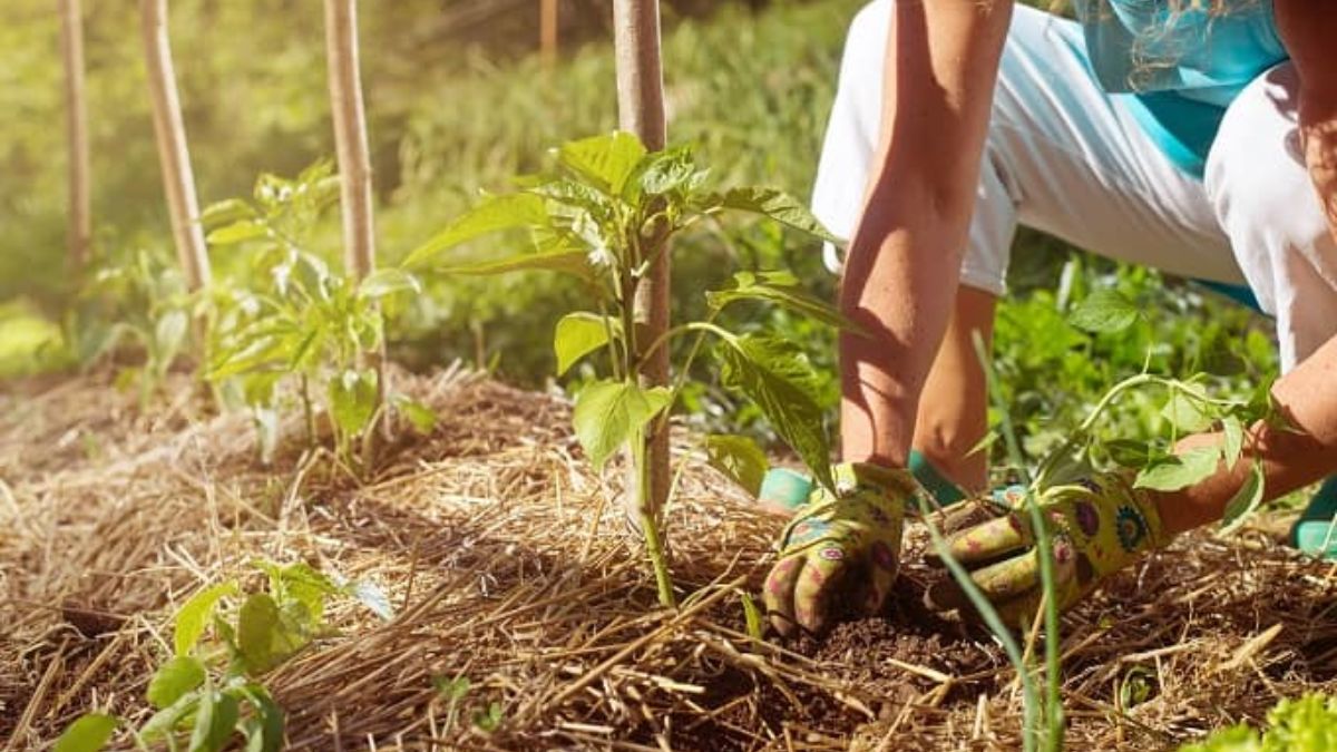 मिट्टी की नमी बनाए रखें