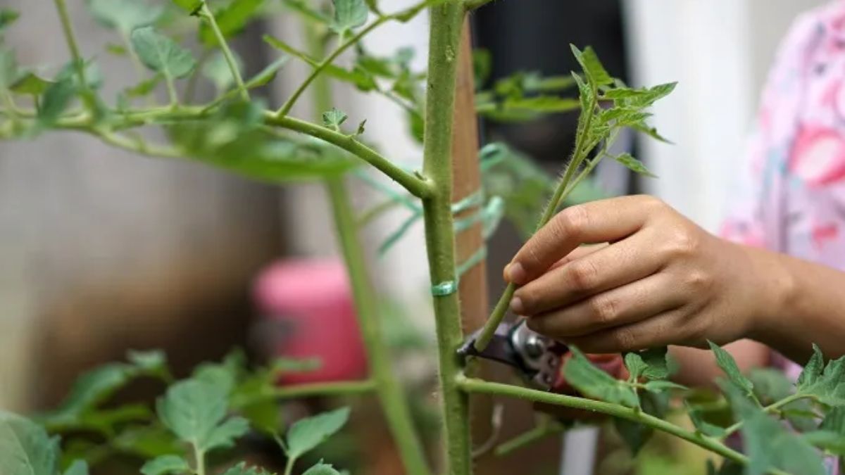 पौधों की नियमित छंटाई करें