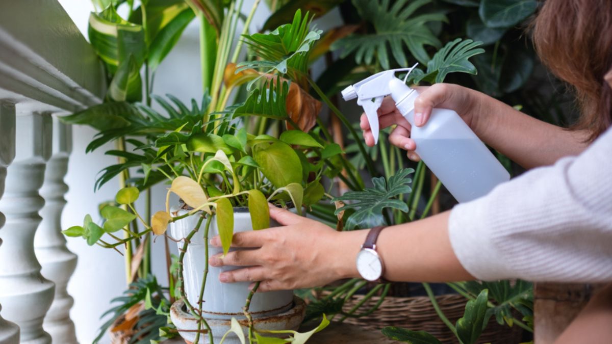 कीट और बीमारियों से बचाव करें