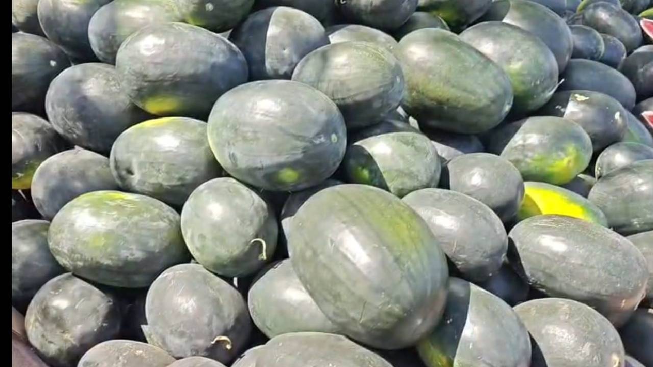 तरबूज के दाम गिरे