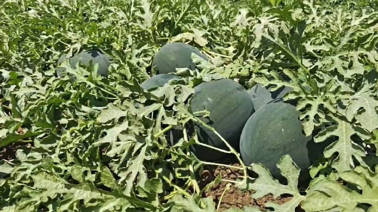तरबूज निर्यात बंद