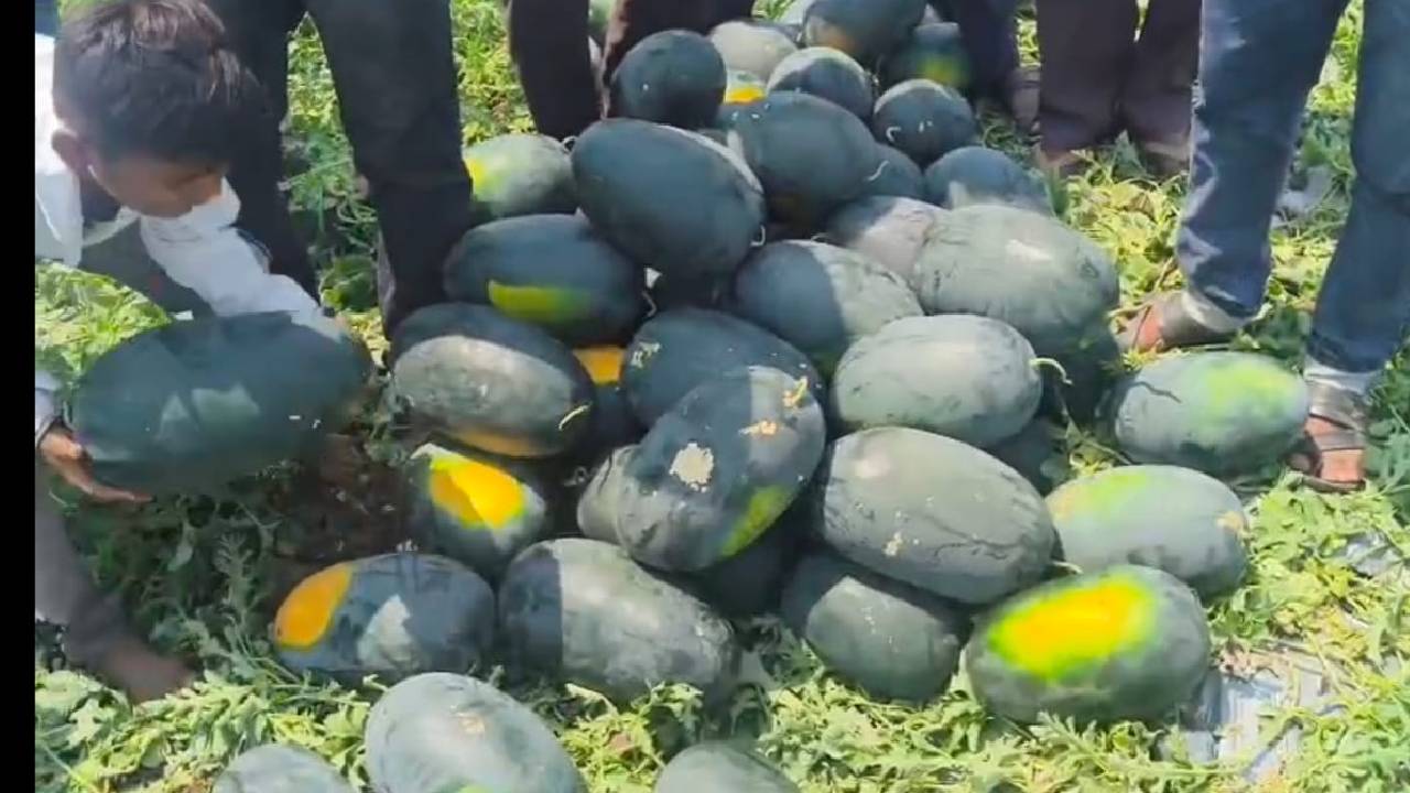 महाराष्ट्र में तरबूज के भाव गिरे